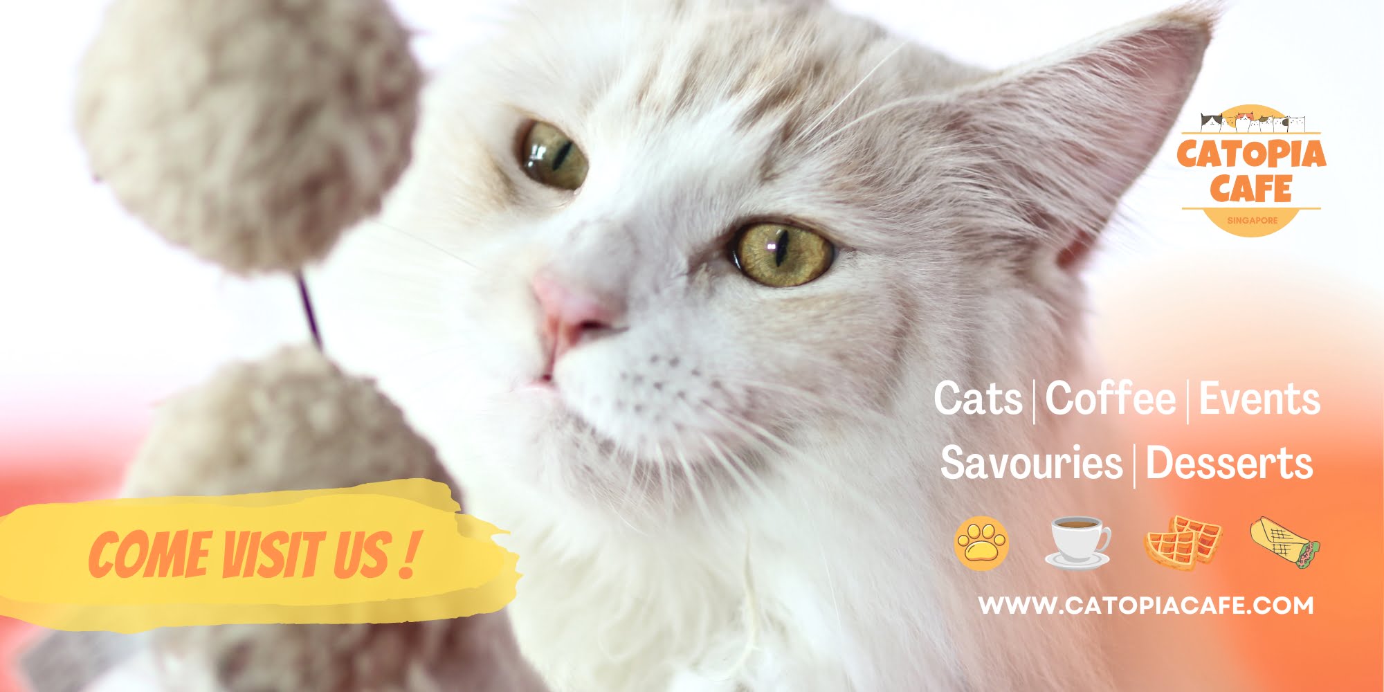 A Meowmazing Therapeutic Affair @ Catopia Cafe